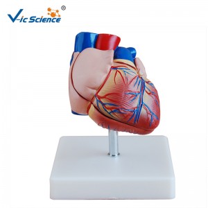 Mô hình nhựa Mô hình giải phẫu tim kích thước mới Mô hình giải phẫu cho giảng dạy giữa